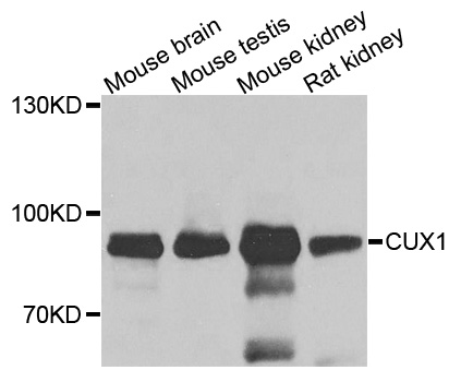 CUX1 / CASP Antibody - Western blot analysis of extracts of various cells.