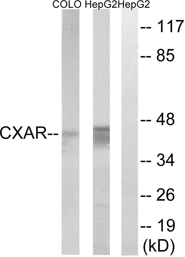 CXADR Antibody - Western blot analysis of lysates from HepG2 and COLO cells, using CXADR Antibody. The lane on the right is blocked with the synthesized peptide.
