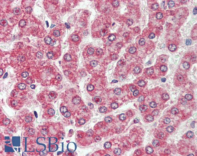 CXADR Antibody - Anti-CXADR antibody IHC of human liver. Immunohistochemistry of formalin-fixed, paraffin-embedded tissue after heat-induced antigen retrieval.