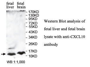 CXCL10 / IP-10 Antibody