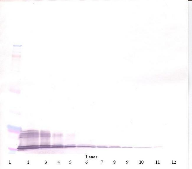 CXCL11 Antibody - Western Blot (reducing) of CXCL11 antibody