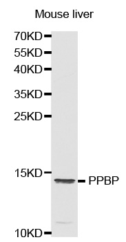 CXCL7 / PPBP Antibody - Western blot analysis of extracts of mouse liver cell lines, using PPBP antibody.