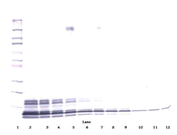 CXCL7 / PPBP Antibody - Western Blot (non-reducing) of PPBP / CXCL7 antibody