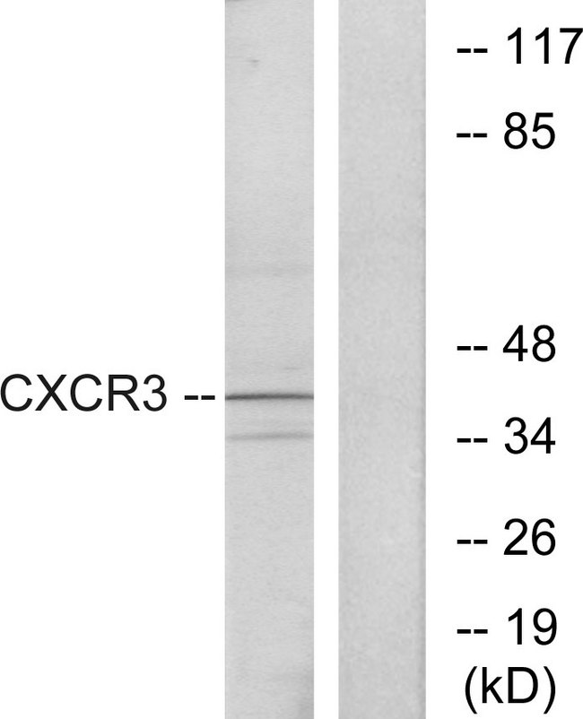 CXCR3 Antibody - Western blot analysis of lysates from K562 cells, using CXCR3 Antibody. The lane on the right is blocked with the synthesized peptide.