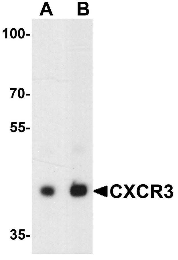CXCR3 Antibody - Western blot analysis of CXCR3 in HepG2 lysate with CXCR3 antibody at (A) 1 and (B) 2 ug/ml.
