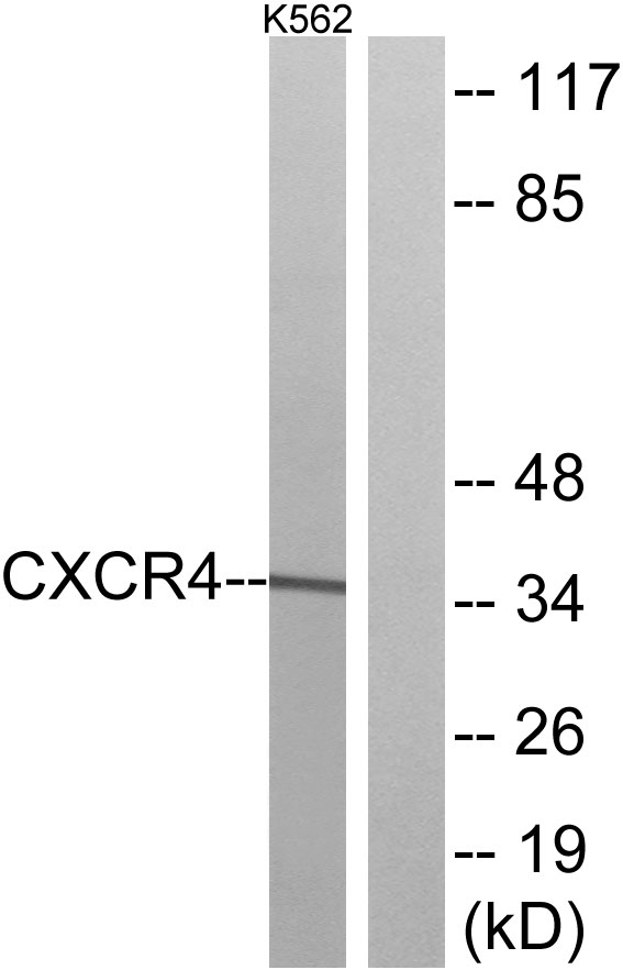 CXCR4 Antibody - Western blot analysis of lysates from K562 cells, using CXCR4 Antibody. The lane on the right is blocked with the synthesized peptide.
