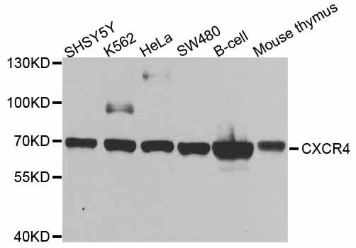 CXCR4 Antibody - Western blot analysis of extracts of various cell lines.