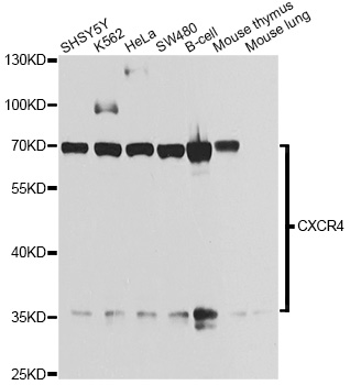 CXCR4 Antibody - Western blot analysis of extracts of various cell lines, using CXCR4 antibody at 1:1000 dilution. The secondary antibody used was an HRP Goat Anti-Rabbit IgG (H+L) at 1:10000 dilution. Lysates were loaded 25ug per lane and 3% nonfat dry milk in TBST was used for blocking. An ECL Kit was used for detection and the exposure time was 30s.