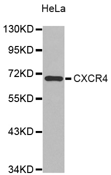 CXCR4 Antibody - Western blot analysis of extracts of HeLa cells.