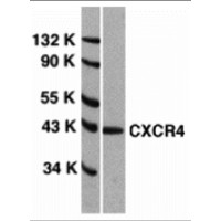 CXCR4 Antibody - Western blot analysis of CXCR4 in HeLa total cell lysate with anti-CXCR4 (EL) at 1 µg/ml.