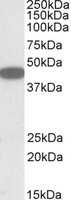 CXCR6 Antibody - CXCR6 antibody (1 ug/ml) staining of HEK293 lysate (35 ug protein/ml in RIPA buffer). Primary incubation was 1 hour. Detected by chemiluminescence.