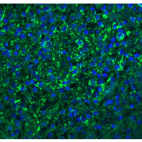 CXCR6 Antibody - Immunofluorescence of Bonzo in human spleen tissue with Bonzo antibody at 20 µg/ml.Green: Bonzo Antibody  Blue: DAPI staining