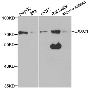CXXC1 / CGBP Antibody - Western blot analysis of extracts of various cell lines, using CXXC1 antibody.