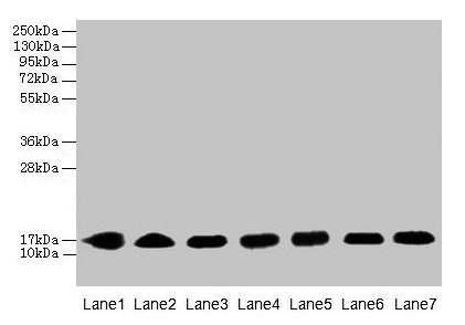 CYB5B Antibody - Western blot All lanes: CYB5B antibody at 0.8µg/ml Lane 1: HepG2 whole cell lysate Lane 2: Mouse liver tissue Lane 3: Mouse heart tissue Lane 4: Hela whole cell lysate Lane 5: U87 whole cell lysate Lane 6: EC109 whole cell lysate Lane 7: A549 whole cell lysate Secondary Goat polyclonal to rabbit IgG at 1/10000 dilution Predicted band size: 16 kDa Observed band size: 16 kDa