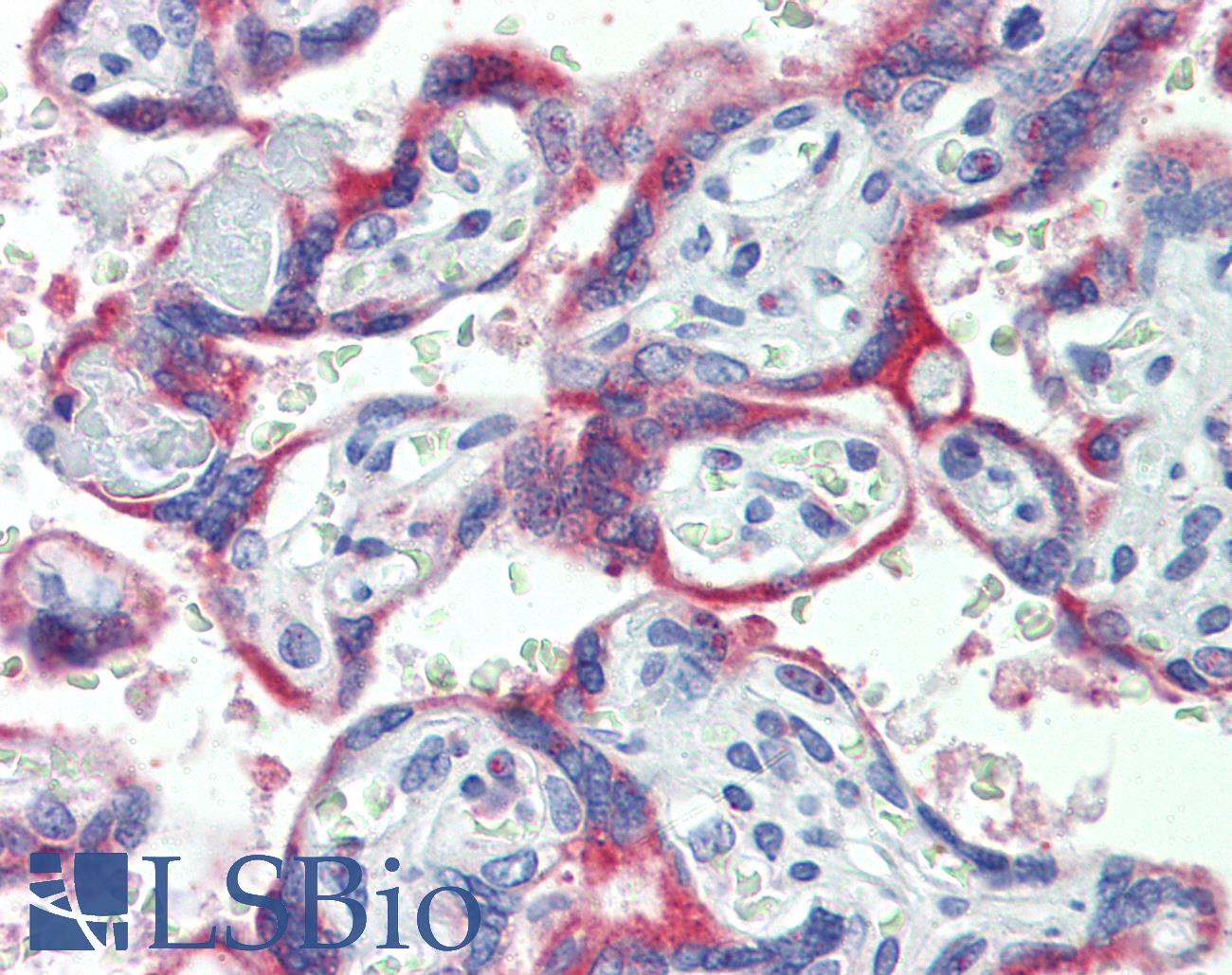 CYBB / NOX2 / gp91phox Antibody - Anti-NOX2 antibody IHC of human placenta. Immunohistochemistry of formalin-fixed, paraffin-embedded tissue after heat-induced antigen retrieval. Antibody concentration 5 ug/ml.