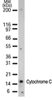 CYCS / Cytochrome c Antibody - Western blot detection of Cytochrome C in 15 ugs of HeLa cell lysate using antibody at 1:1000. A 15 kD band is detected.