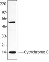CYCS / Cytochrome c Antibody - Hela cell extract was resolved by electrophoresis, transferred to nitrocellulose, and probed with anti-cytochrome C (clone 7H8.2C12) antibody. Proteins were visualized using a goat anti-mouse secondary conjugated to HRP and a chemiluminescence detection system.