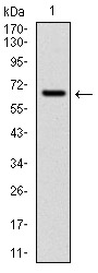 CYP1A1 Antibody - Western blot using CYP1A1 monoclonal antibody against human CYP1A1 (AA: 203-461) recombinant protein. (Expected MW is 60 kDa)