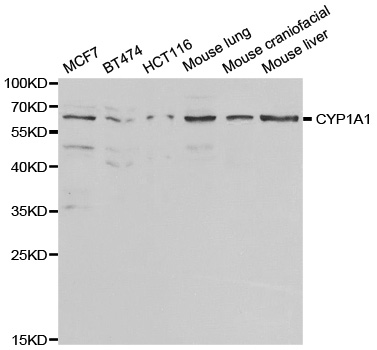 CYP1A1 Antibody - Western blot analysis of extracts of various cell lines, using CYP1A1 antibody.