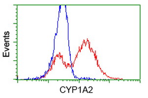 CYP1A2 Antibody - HEK293T cells transfected with either overexpress plasmid (Red) or empty vector control plasmid (Blue) were immunostained by anti-CYP1A2 antibody, and then analyzed by flow cytometry.
