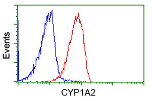 CYP1A2 Antibody - Flow cytometry of Jurkat cells, using anti-CYP1A2 antibody (Red), compared to a nonspecific negative control antibody (Blue).