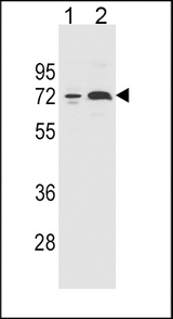 CYP2B6 Antibody - CYP2B6 Antibody western blot of 293(lane 1) and K562(lane 2) cell line lysates (35 ug/lane). The CYP2B6 antibody detected the CYP2B6 protein (arrow).