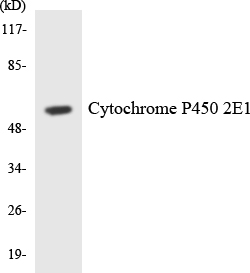 CYP2E1 Antibody - Western blot analysis of the lysates from HeLa cells using Cytochrome P450 2E1 antibody.