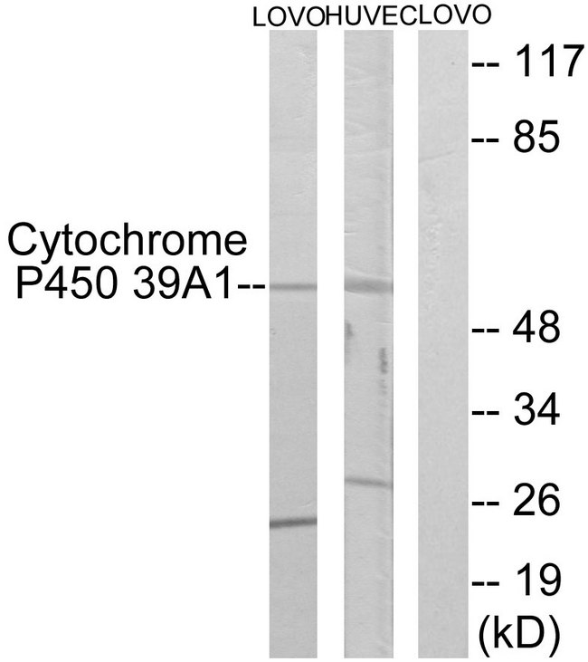 CYP39A1 Antibody - Western blot analysis of lysates from LOVO and HUVEC cells, using Cytochrome P450 39A1 Antibody. The lane on the right is blocked with the synthesized peptide.
