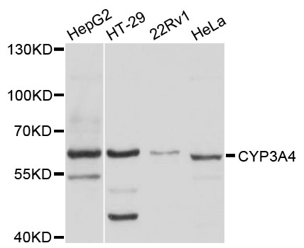 CYP3A4 / Cytochrome P450 3A4 Antibody - Western blot analysis of extracts of various cell lines.