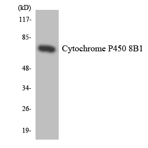 CYP8B1 Antibody - Western blot analysis of the lysates from HT-29 cells using Cytochrome P450 8B1 antibody.