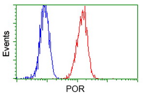 CYPOR / POR Antibody - Flow cytometry of HeLa cells, using anti-POR antibody (Red), compared to a nonspecific negative control antibody (Blue).