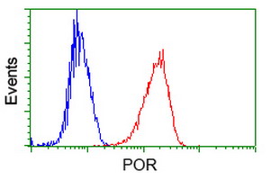 CYPOR / POR Antibody - Flow cytometry of Jurkat cells, using anti-POR antibody (Red), compared to a nonspecific negative control antibody (Blue).