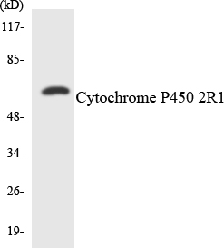 Cytochrome P450 2R1 / CYP2R1 Antibody - Western blot analysis of the lysates from HT-29 cells using Cytochrome P450 2R1 antibody.