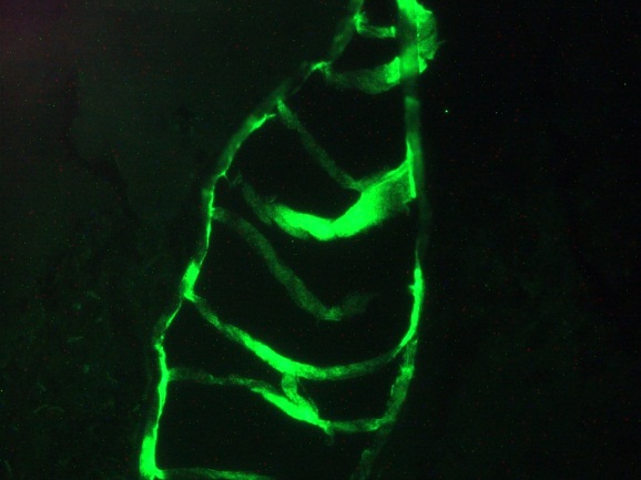 Cytokeratin 10+13 Antibody - Immunofluorescence staining of a 7 days old zebrafish embryo