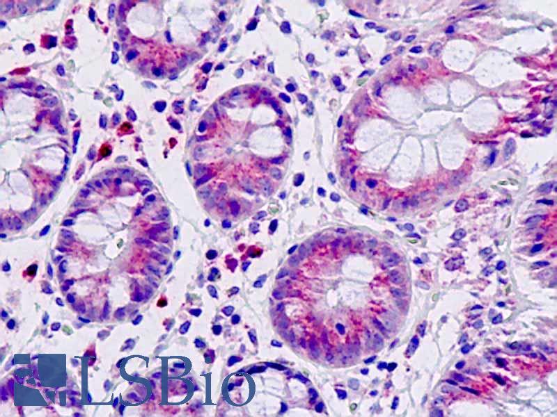 DAB1 Antibody - Anti-DAB1 antibody IHC staining of human intestine. Immunohistochemistry of formalin-fixed, paraffin-embedded tissue after heat-induced antigen retrieval.