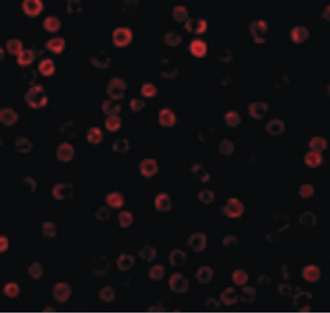 DAD1 Antibody - Immunofluorescence of DAD1 in HepG2 cells with DAD1 antibody at 10 ug/ml.