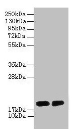 DAOA Antibody - Western blot All lanes: D-amino acid oxidase activator antibody at 2µg/ml Lane 1: PC-3 whole cell lysate Lane 2: Mouse gonad tissue Secondary Goat polyclonal to rabbit IgG at 1/10000 dilution Predicted band size: 19, 2, 10, 15 kDa Observed band size: 19 kDa