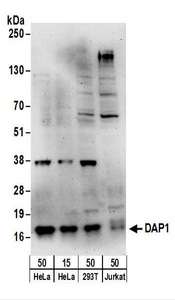 DAP Antibody - Detection of Human DAP1 by Western Blot. Samples: Whole cell lysate from HeLa (15 and 50 ug), 293T (50 ug), and Jurkat (50 ug) cells. Antibodies: Affinity purified rabbit anti-DAP1 antibody used for WB at 1 ug/ml. Detection: Chemiluminescence with an exposure time of 3 minutes.