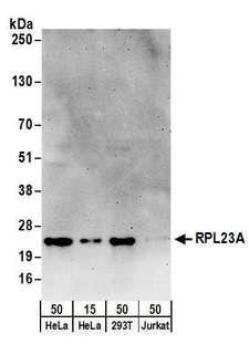 DAP Antibody - Detection of human RPL23A by western blot. Samples: Whole cell lysate from HeLa (15 and 50 µg), HEK293T (50µg), and Jurkat (50µg) cells. Antibodies: Affinity purified rabbit anti-RPL23A antibody used for WB at 0.1 µg/ml. Detection: Chemiluminescence with an exposure time of 3 minutes.