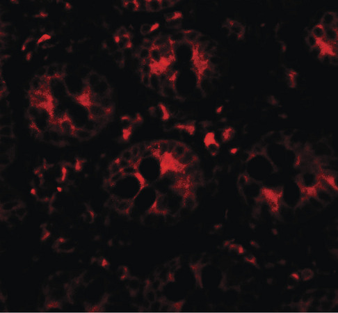 DAP Antibody - Immunofluorescence of DAP in human small intestine tissue with DAP antibody at 20 ug/ml.