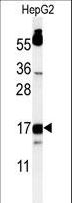 DAP12 Antibody - Western blot of TYROBP Antibody in HepG2 cell line lysates (35 ug/lane). TYROBP (arrow) was detected using the purified antibody.
