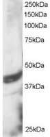 DAP3 Antibody - DAP3 antibody staining (3 ug/ml) of HeLa lysate (RIPA buffer, 30g total protein per lane). Primary incubated for 1 hour. Detected by Western blot of chemiluminescence.