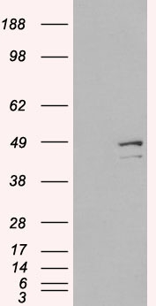 DAP3 Antibody - Death Associated Protein 3 antibody (0.3µg/ml) staining of HeLa (A) and HepG2 (B) cell lysate (RIPA buffer, 30µg total protein per lane). Detected by chemiluminescence.