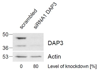 DAP3 Antibody - Death Associated Protein 3 antibody (1µg/ml) staining of HeLa lysate (control in left lane and after si-RNA-mediated DAP3 knock-down expresson in right lane) (35µg protein in RIPA buffer). Level of knock-down relative to Actin expression level was determined by RT-PCR. Primary incubation was 1 hour. Detected by chemiluminescence.
