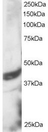 DAP3 Antibody - Death Associated Protein 3 antibody staining (3µg/ml) of HeLa lysate (RIPA buffer, 30µg total protein per lane). Primary incubated for 1 hour. Detected by western blot using chemiluminescence.