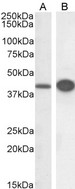 DAP3 Antibody - Goat Anti-DAP3 Antibody (0.3µg/ml) staining of HeLa (A) and HepG2 (B) cell lysate (RIPA buffer, 30µg total protein per lane). Detected by chemiluminescencence.