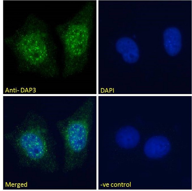 DAP3 Antibody - Goat Anti-DAP3 Antibody Immunofluorescence analysis of paraformaldehyde fixed MCF7 cells, permeabilized with 0.15% Triton. Primary incubation 1hr (10ug/ml) followed by Alexa Fluor 488 secondary antibody (2ug/ml), showing nuclear staining. The nuclear stain is DAPI (blue). Negative control: Unimmunized goat IgG (10ug/ml) followed by Alexa Fluor 488 secondary antibody (2ug/ml).