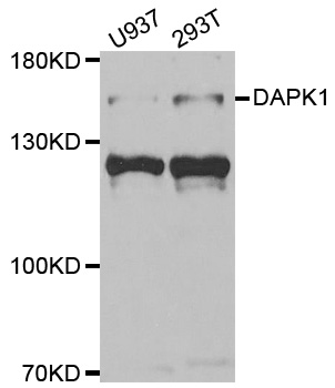 DAPK1 / DAP Kinase Antibody - Western blot analysis of extracts of various cell lines, using DAPK1 antibody.