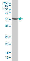 DARS Antibody - DARS monoclonal antibody, clone 2F11 Western blot of DARS expression in HeLa.