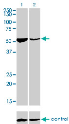 DARS Antibody - Western blot of DARS over-expressed 293 cell line, cotransfected with DARS Validated Chimera RNAi (Lane 2) or non-transfected control (Lane 1). Blot probed with DARS monoclonal antibody, clone 2F11. GAPDH ( 36.1 kD ) used as specificity and.
